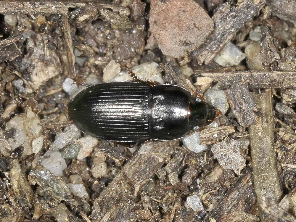 Amara?  No, Harpalus cfr. anxius